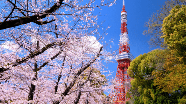 Tokyo Tower, embraced by cherry blossom trees in full bloom, stands majestic against a clear blue sky—perfect for a romantic Valentines in Japan.