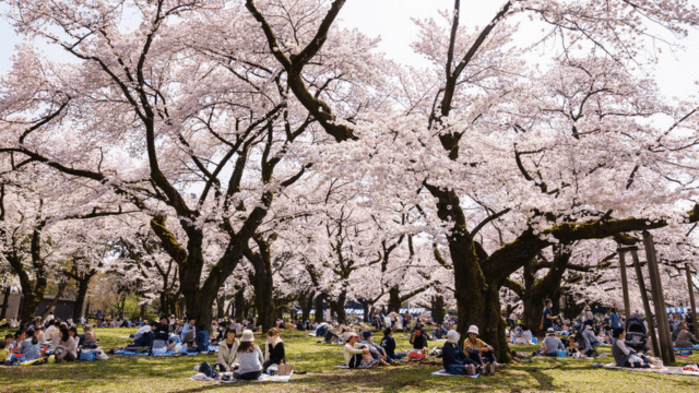 People sitting under blooming cherry blossom trees in a park, enjoying a picnic on a sunny day, reminiscent of Valentines in Japan's idyllic settings.