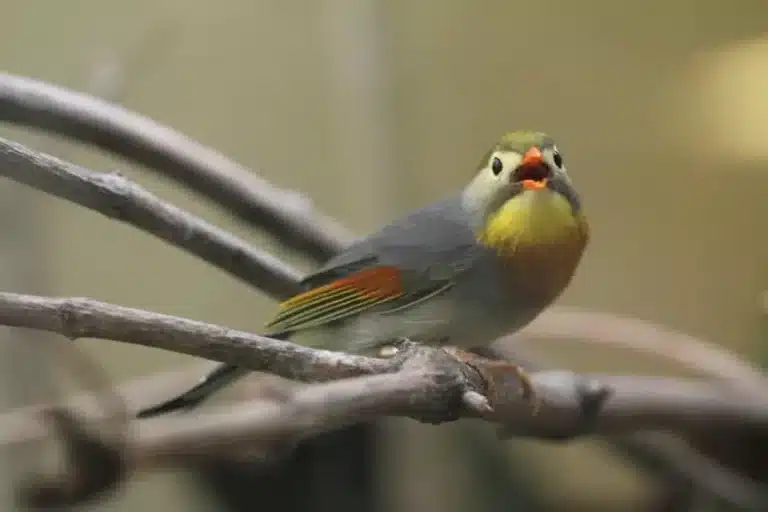 A small bird with yellow and green plumage and an orange beak perches on a branch, facing the camera with its beak slightly open, resembling a nightingale about to drop a playful facial expression.