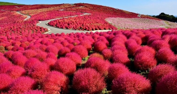 Hitachi Seaside Park