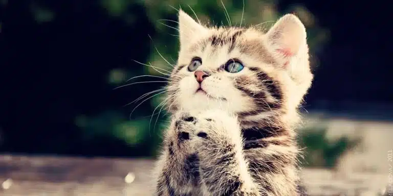 A tabby kitten with blue eyes sits outdoors, looking up with its front paws together as if in a praying gesture, quietly pondering nature’s beauty secrets.