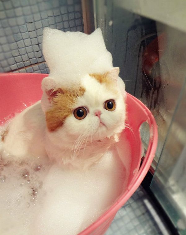 cat bath