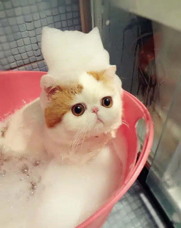 A cat sits in a pink bath filled with soapy water, wearing a hat of bubbles on its head—showcasing its unique beauty secrets.
