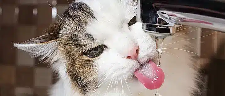 A cat drinks water from a running tap, expertly licking the stream with its tongue—perhaps revealing one of nature’s simple beauty secrets.