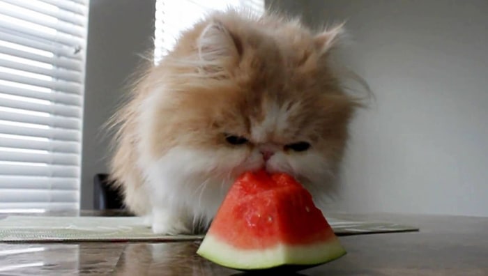 cat eating watermelon