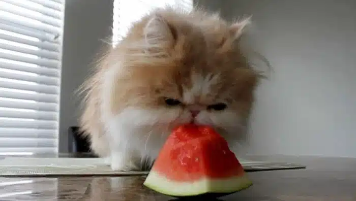 A fluffy, long-haired cat is eating a slice of watermelon on a table near a window with blinds, as if revealing one of its beauty secrets for a radiant coat.