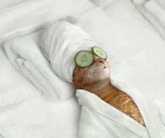 A cat lying on a towel, wrapped in a white dressing gown with a towel on its head and cucumber slices on its eyes, revealing its ultimate beauty secrets at the spa.