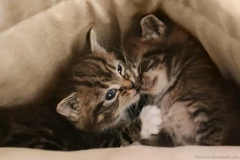 Two tabby kittens lie close together on a soft beige blanket, one kitten touching the other’s face with its paw as if whispering feline beauty secrets.