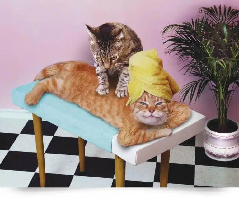 A tabby cat reveals beauty secrets whilst giving a massage to a ginger cat lying on a table with a yellow towel wrapped around its head. A potted plant and a pink wall add charm in the background.