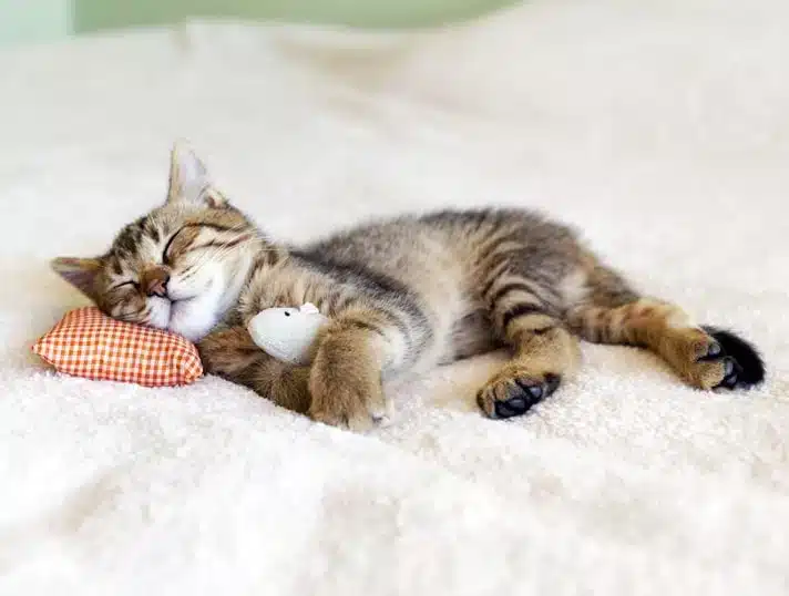 A tabby kitten sleeps on a bed, resting its head on a small orange cushion and holding a white soft toy, as if dreaming of the best-kept beauty secrets.