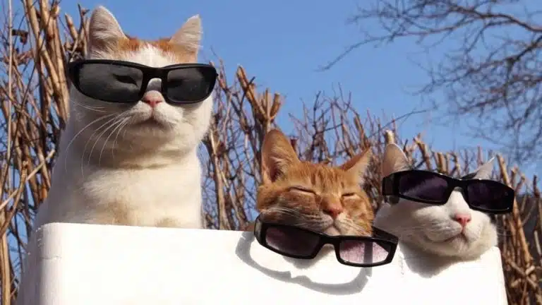 Three cats wearing sunglasses sit outdoors in front of dry branches and a clear blue sky, as if ready to share their beauty secrets with the world.