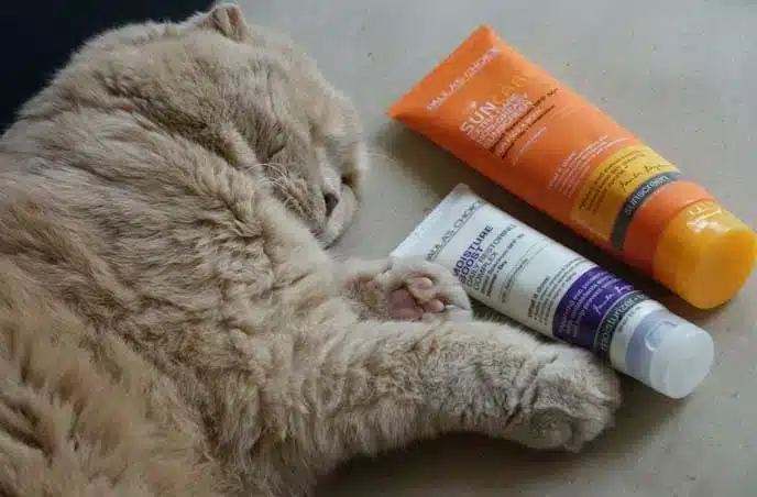 A fluffy cat lies on its side next to three tubes of skincare or cosmetic products, including one labelled sunscreen—guarding beauty secrets in the sunniest spot.