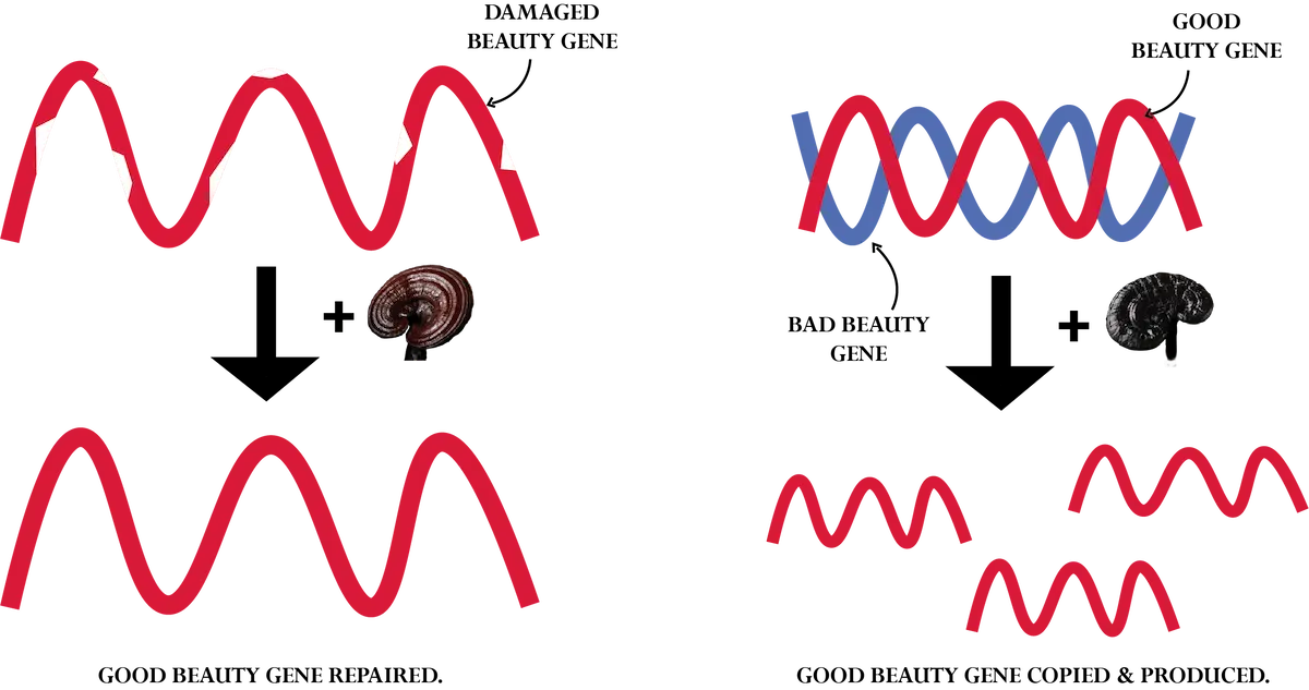 A diagram showing large waveforms on the left shrinking to smaller waveforms on the right, with a snail in the centre top row and a brain in the bottom row—illustrating concepts like anti-ageing facial benefits and cognitive enhancement.