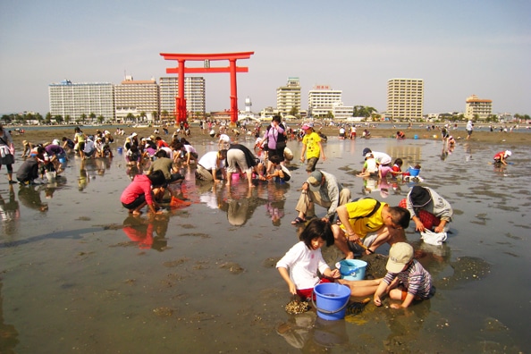 Japan during Spring- Japan Spring clam digging