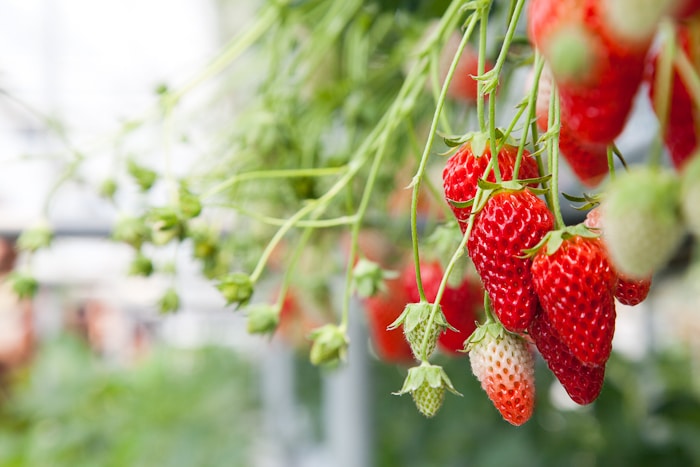 Japan during Spring - Japan spring strawberry picking