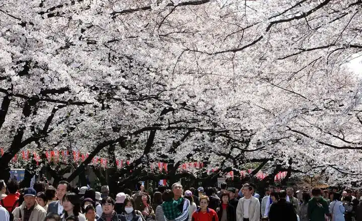 Crowd of people walking under blooming cherry blossom trees with festive lanterns hanging in the background, capturing the vibrant atmosphere of Japan during Spring.