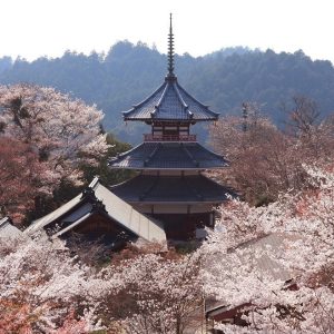 Best Places to View Flowers in Japan