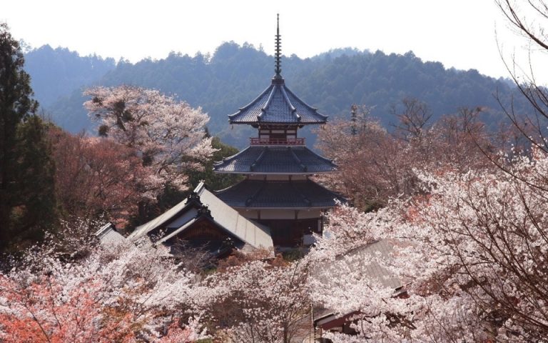 Best Places to View Flowers in Japan