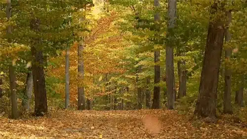 Leaves gently fall on a tree-lined forest path covered with autumn foliage, evoking the tranquillity of a Japanese garden after a soothing sake bath.