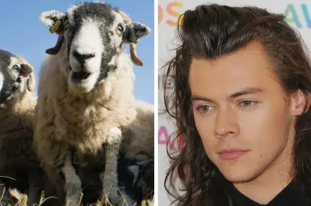 A split image showing a close-up of a sheep on the left and a person with long brown hair and a serious expression on the right, highlighting the contrast in features like texture and complexion, reminiscent of careful attention in a Japanese facial.