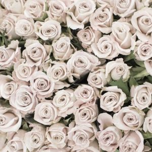 Colours & Numbers of Roses for Valentine’s Day