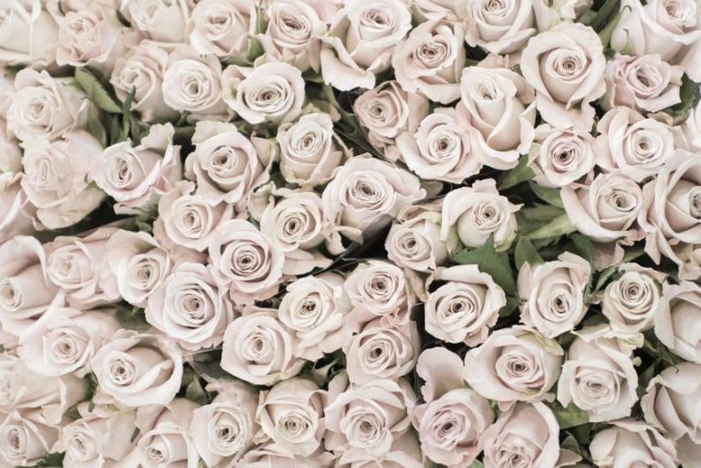 Colours & Numbers of Roses for Valentine’s Day