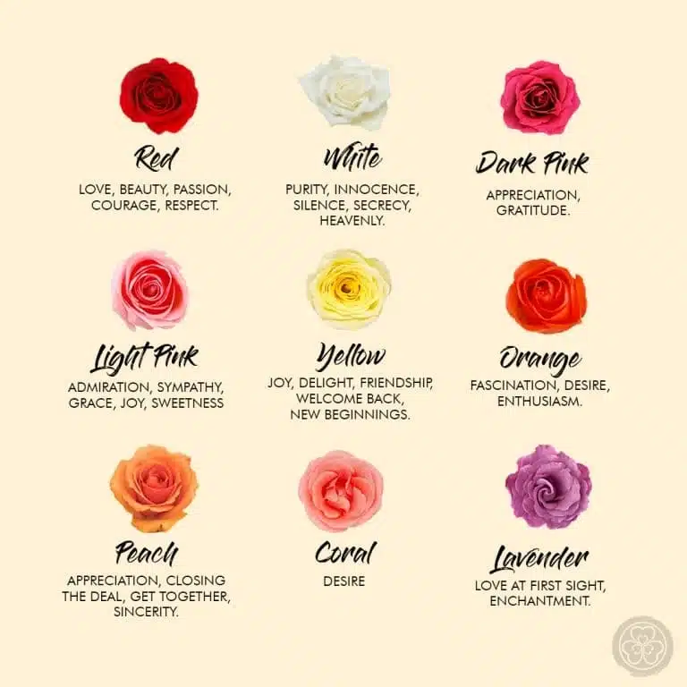 Twelve roses of different colours, each with a label describing its meaning for emotions or occasions—perfect for Valentine’s Day. Includes red, white, dark pink, light pink, yellow, orange, peach, coral, and lavender roses.