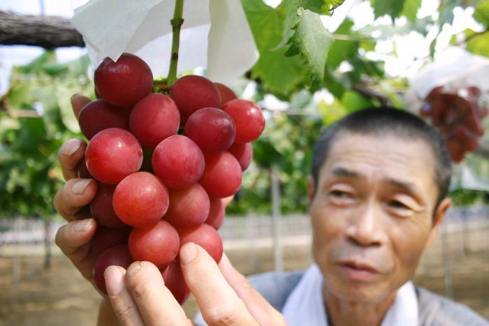ruby-roman-grapes-white-strawberry-spring-spa-promo