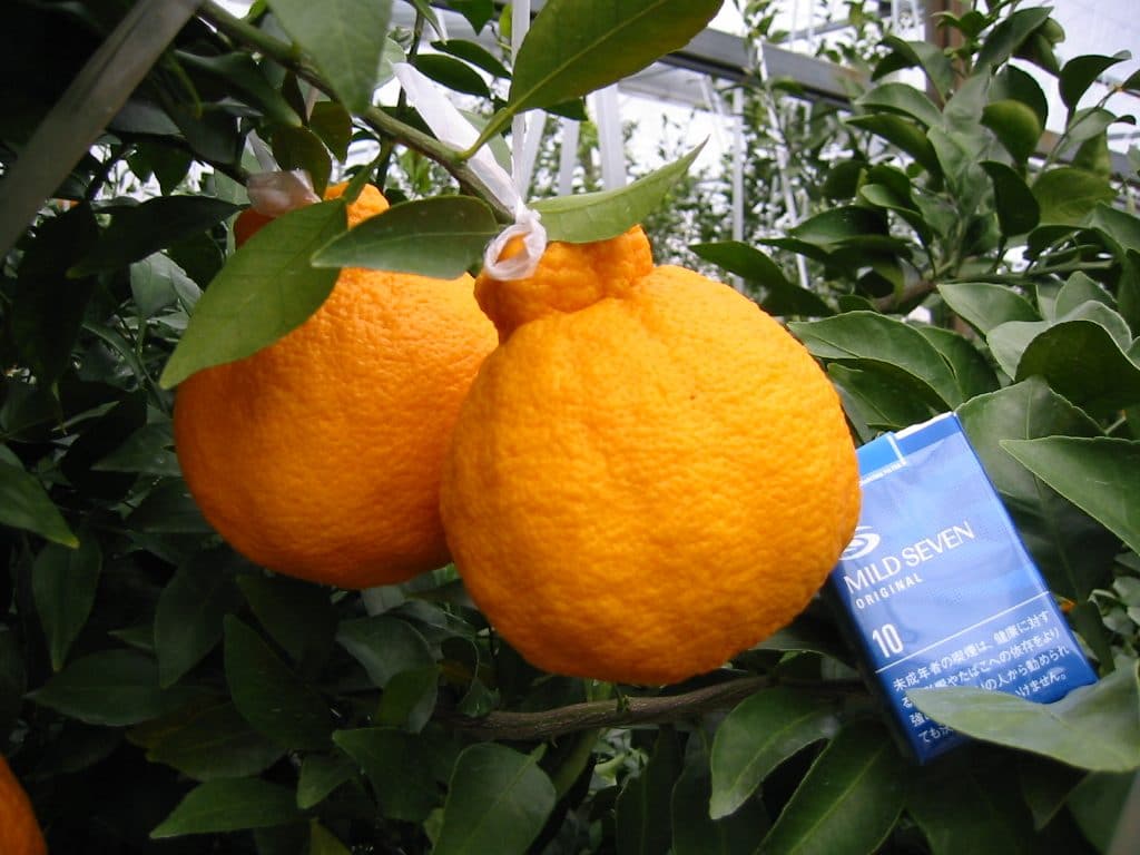 dekopon-white strawberry-spring-spa-promo