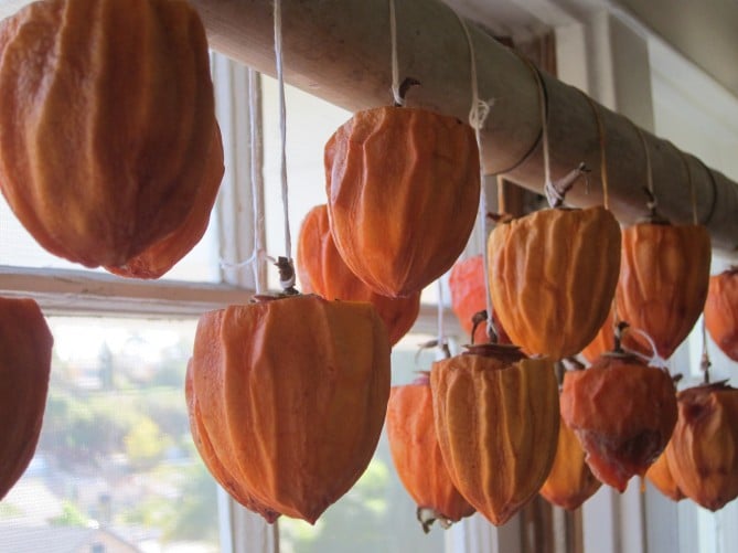 dried persimmons