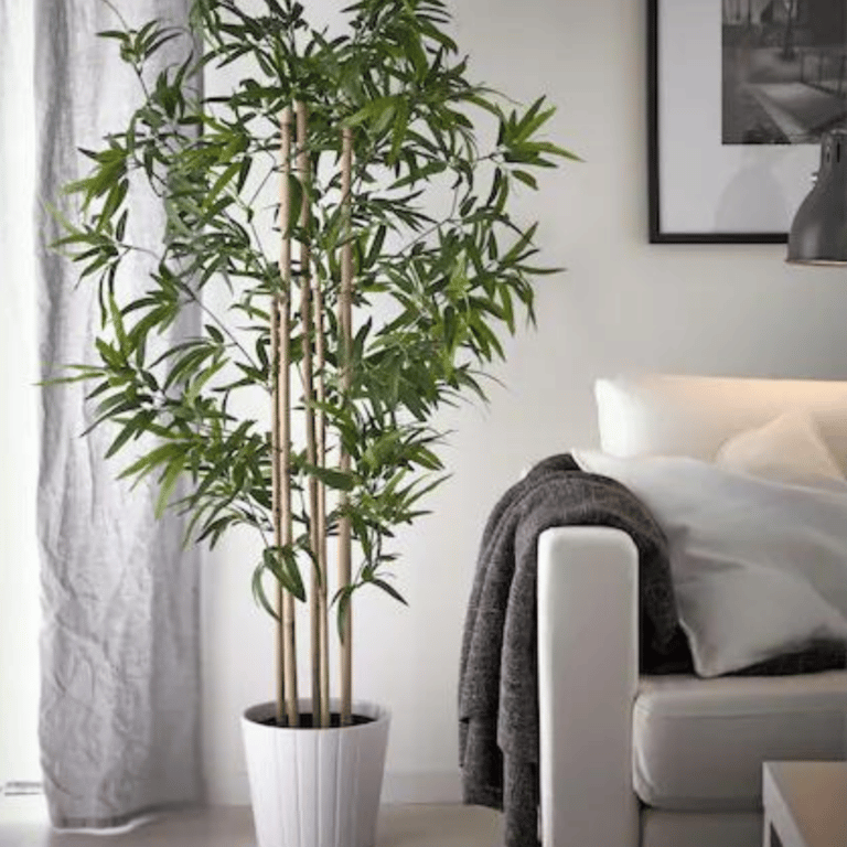 Japanese bamboo