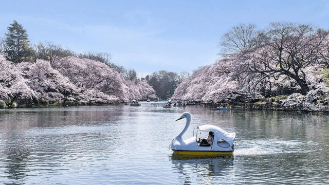 A person rides a swan-shaped pedal boat on a lake surrounded by blooming cherry blossom trees under a clear blue sky, celebrating White Day in serene beauty.