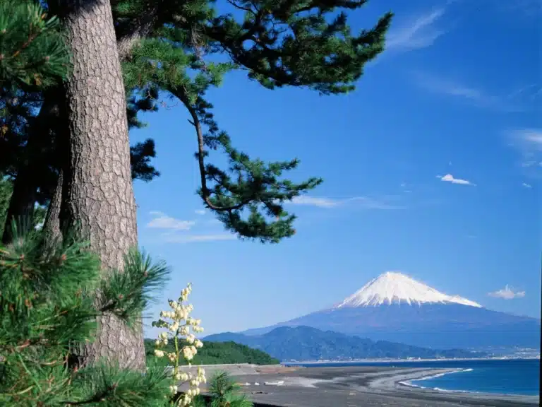 Mount Fuji with pine trees