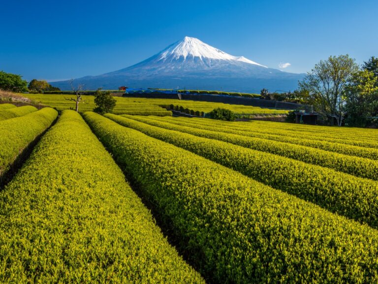 Mount Fuji views in tea plantation