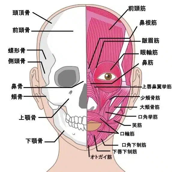 Diagram showing a human head with the left half illustrating bones and the right half illustrating facial muscles, labelled in Japanese—ideal for understanding the anatomy relevant to Small Face Correction.