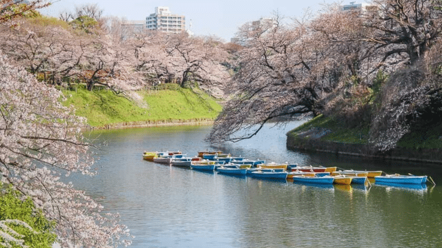 A serene river scene with rows of colorful boats moored in the water, surrounded by cherry blossom trees in full bloom, perfectly matching this year's cherry blossom forecast, with buildings visible in the background.