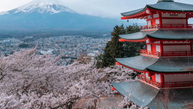 Red pagoda with a classic tiered roof stands amid blooming cherry blossoms, echoing the recent cherry blossom forecast; snow-capped Mount Fuji rises in the background.