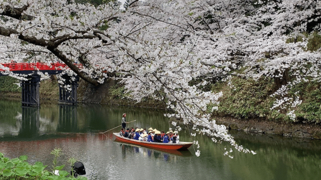 A group of people in traditional attire ride a wooden boat on a serene river surrounded by blooming cherry blossoms, taking in the seasonal beauty as per the cherry blossom forecast. A red bridge and lush greenery create a picturesque background.