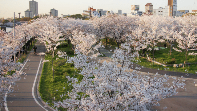 Cherry blossoms in full bloom line walkways in an urban park, with a city skyline visible in the background, offering a picturesque scene that aligns perfectly with this season's cherry blossom forecast.