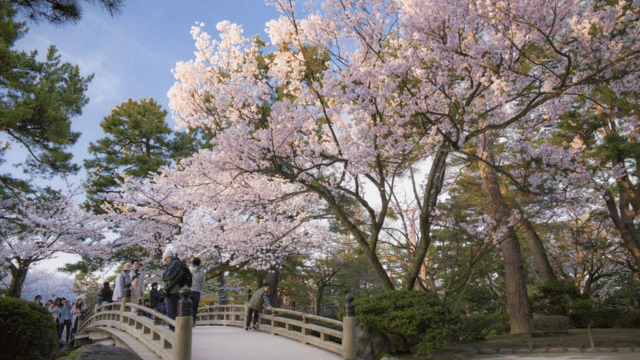 People walking on a wooden bridge under blooming cherry blossom trees in a park, enjoying the vibrant blooms as they follow the cherry blossom forecast.