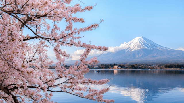 Cherry blossom tree in foreground with Mount Fuji in the background, across a calm lake under a clear blue sky, capturing the serenity of nature right in line with the cherry blossom forecast.