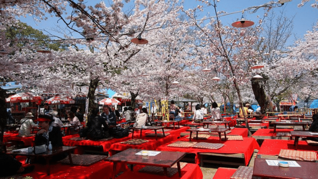 Outdoor seating area under blooming cherry blossom trees with red tables and benches, and people dining or relaxing in a pleasant park setting, all synchronized with the latest cherry blossom forecast.