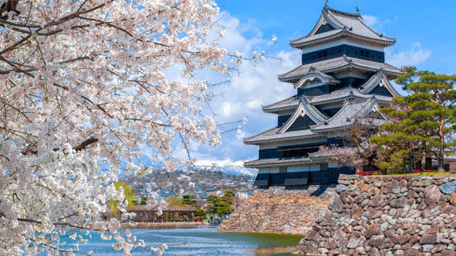 A traditional Japanese castle with multiple tiers stands on a stone foundation beside a body of water, surrounded by blooming cherry blossoms under a clear blue sky, framing the perfect scene for this year's cherry blossom forecast.