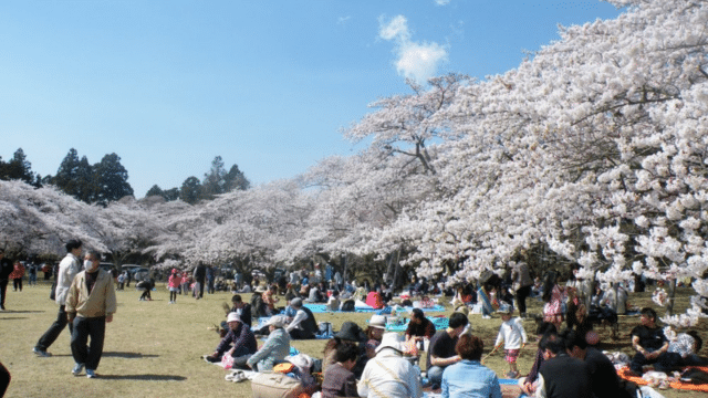 Crowd of people enjoying a sunny day under cherry blossom trees, in line with the cherry blossom forecast, with many picnicking on the grass.