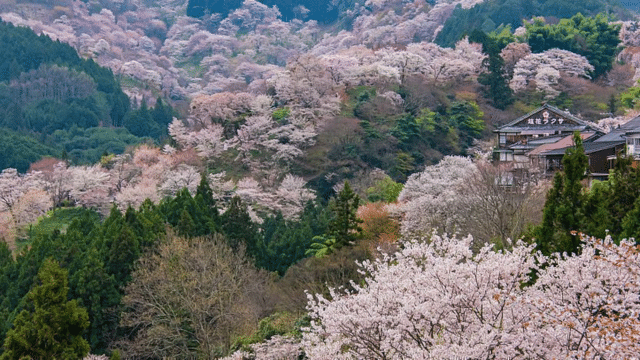 Hillside covered in pink cherry blossoms intermixed with evergreen trees; a building with Japanese characters is situated on the right, reflecting an accurate cherry blossom forecast.