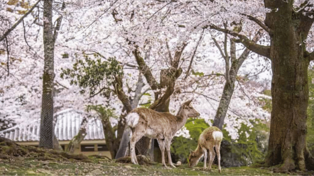 Two deer stand under cherry blossom trees in full bloom, with a traditional building visible in the background. The idyllic scene aligns perfectly with the favorable cherry blossom forecast, promising a picturesque and serene experience.