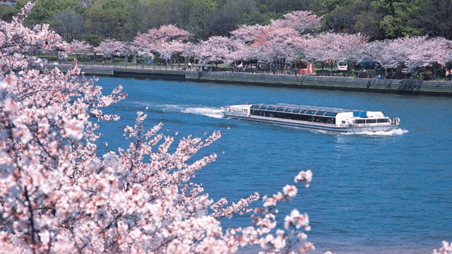 A white boat glides along a river lined with blooming cherry blossom trees, their pink flowers contrasting with the green foliage in the background. According to the latest cherry blossom forecast, this enchanting scene is set to last for another week.