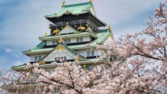 A traditional Japanese castle with green roofs is surrounded by blooming cherry blossom trees under a blue sky, perfectly timed with the cherry blossom forecast.
