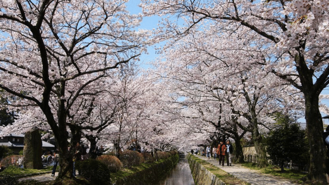 A pathway lined with blooming cherry blossom trees under a clear blue sky, with people walking along it, enjoying the beautiful scenery and checking the cherry blossom forecast to make the most of their visit.