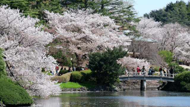 People walk on a bridge amidst blooming cherry blossoms in a garden with a pond, enjoying the beauty that aligns perfectly with the cherry blossom forecast.